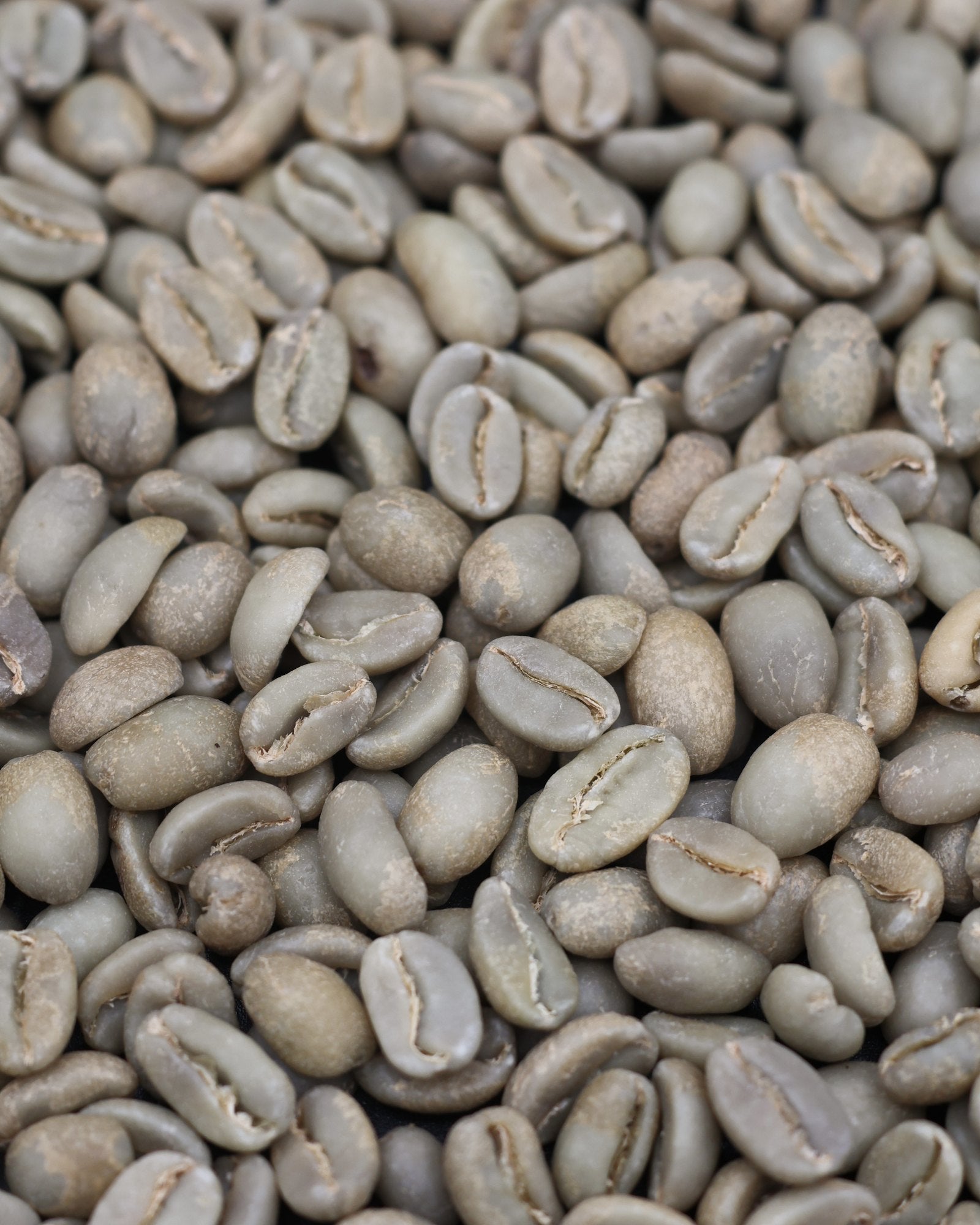 Green coffee from Galo Morales's Sidra honey lot