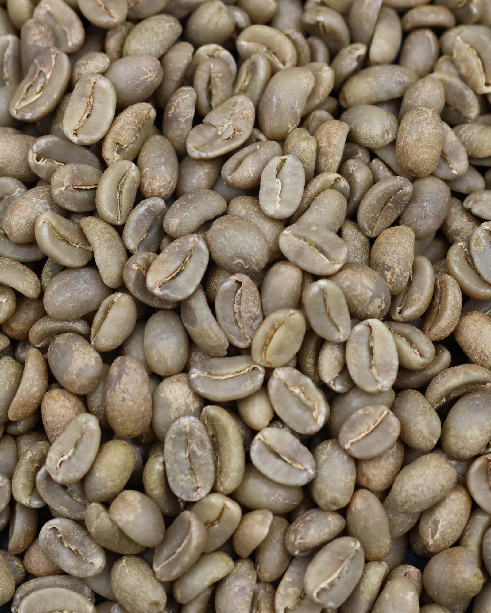 Green coffee from Galo Morales's Typica Mejorado washed anaerobic lot