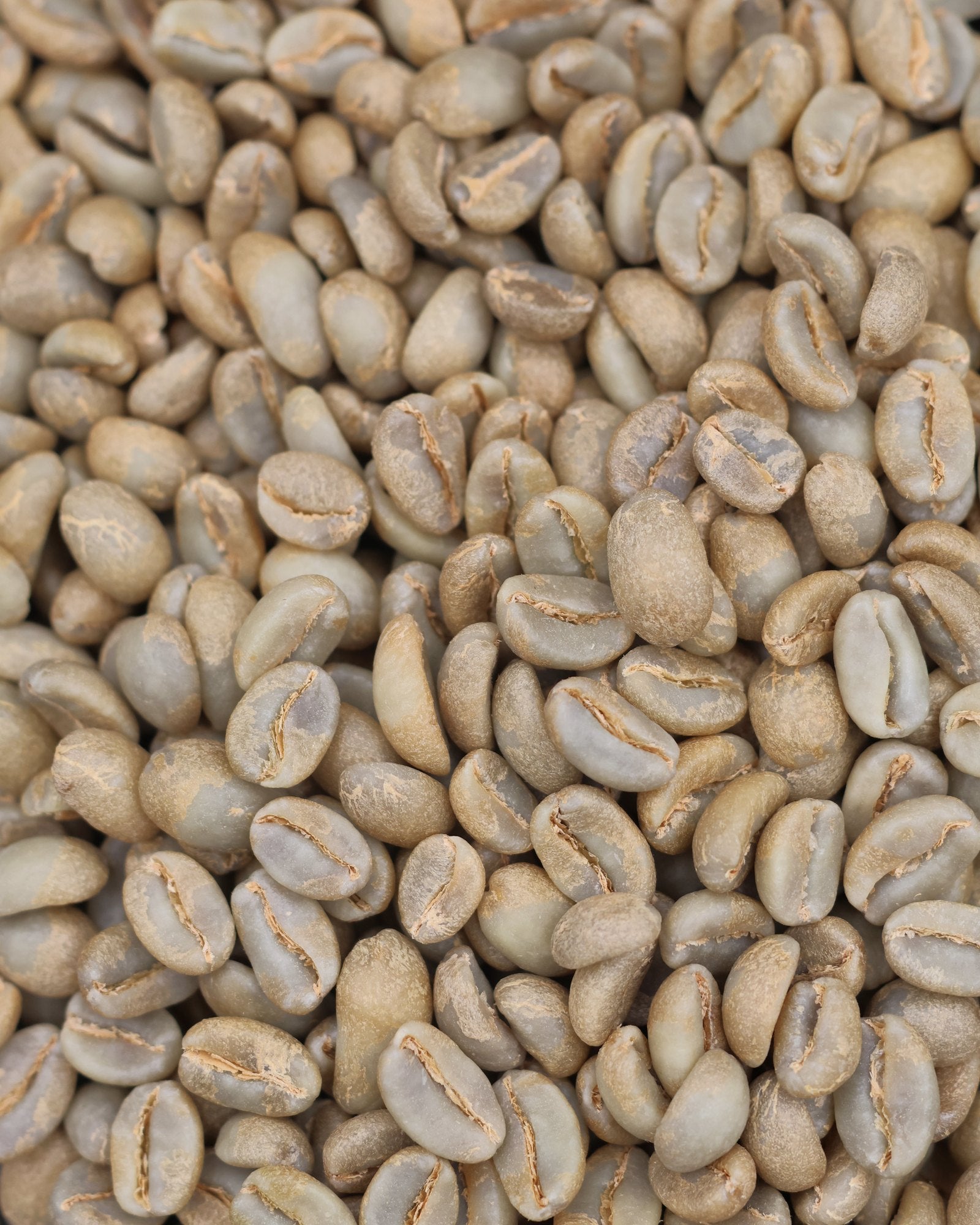Green coffee from Leopoldo Andrade's washed Sidra lot