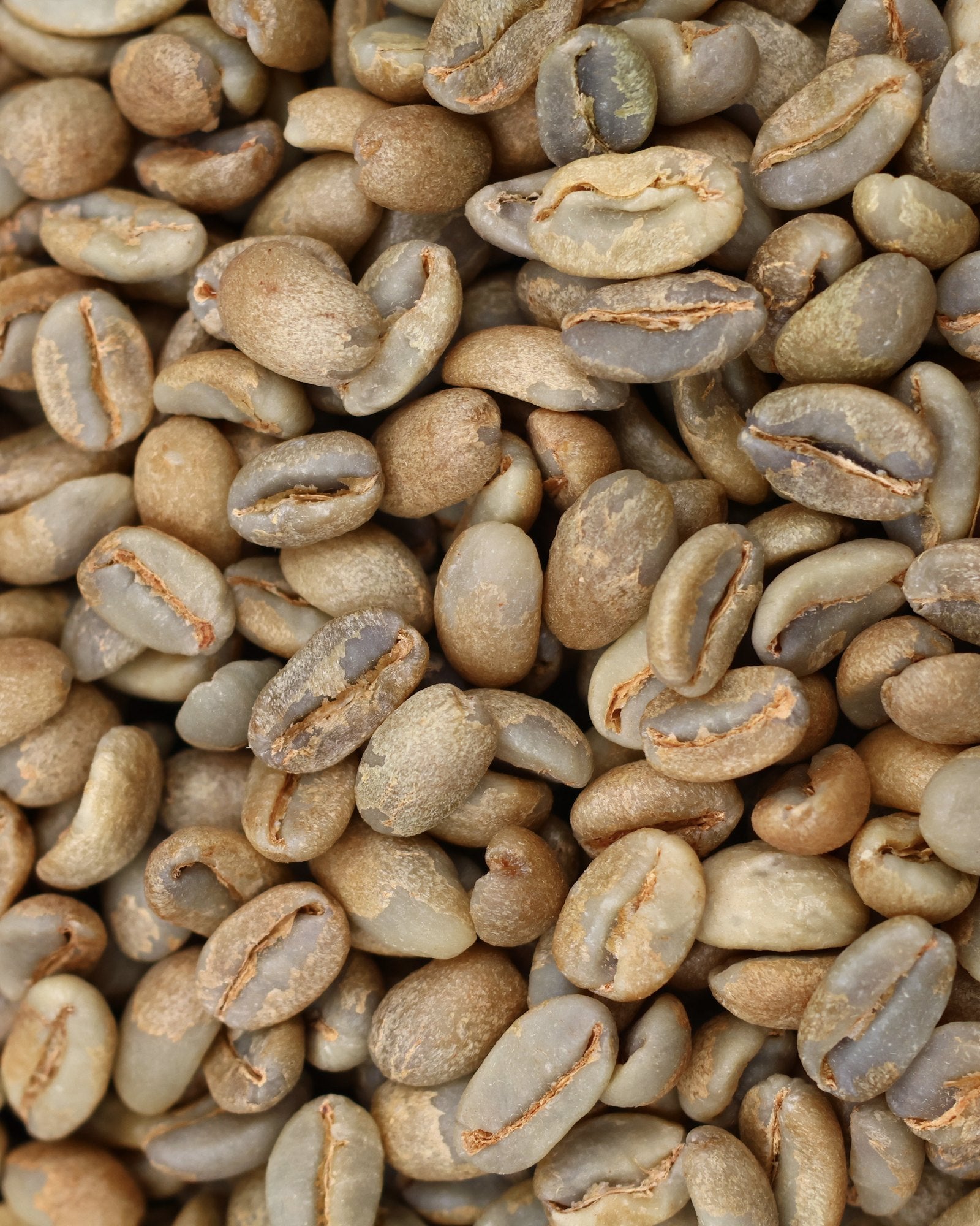 Green coffee from Leopoldo Andrade's natural Typica Mejorado lot